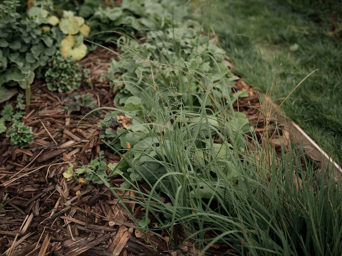 Before: Weed-Choked Beds to Clean Garden